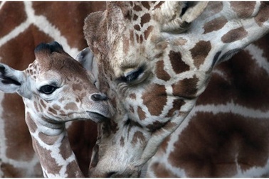 Trái Đất đang đi đến cuộc tuyệt chủng hàng loạt lần thứ 6