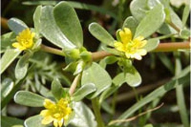 Rau sam - Vị thuốc quý