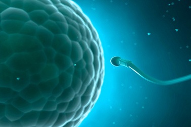 Nếu muốn có cháu chắt, hãy ăn thịt?