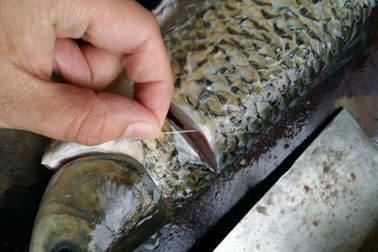 Mách bạn những bộ phận gây ra mùi tanh trên cá cần loại bỏ khi sơ chế