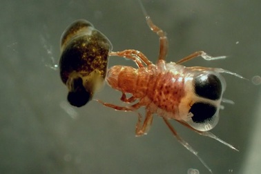 Loài giáp xác ở Nam Cực biết “bắt cóc” để tự vệ