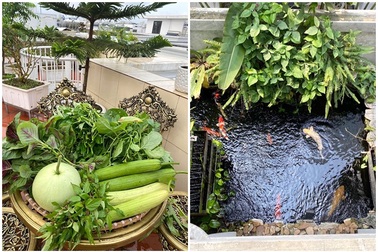 Mẹ đảm Hải Phòng trồng rau, nuôi cá trên sân thượng biệt thự triệu USD