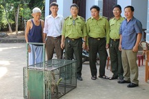 Người dân tự nguyện giao nộp khỉ vàng quý hiếm để thả về tự nhiên