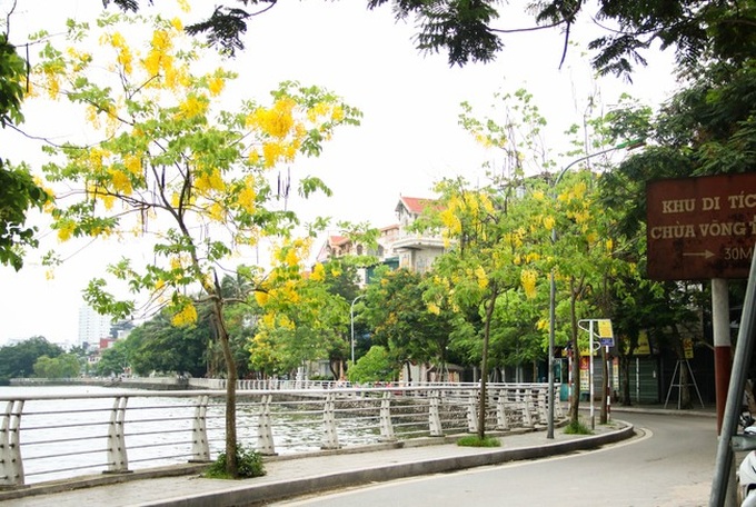 Muồng hoàng yến níu trải dọc bên bờ Hồ Tây, sắc vàng nhuộm nắng gợi nhớ những rung động của mùa hè năm tuổi đôi mươi ấy - Ảnh 11. Muồng hoàng yến níu trải dọc bên bờ Hồ Tây, sắc vàng nhuộm nắng gợi nhớ những rung động của mùa hè năm tuổi đôi mươi ấy - Ảnh 11.