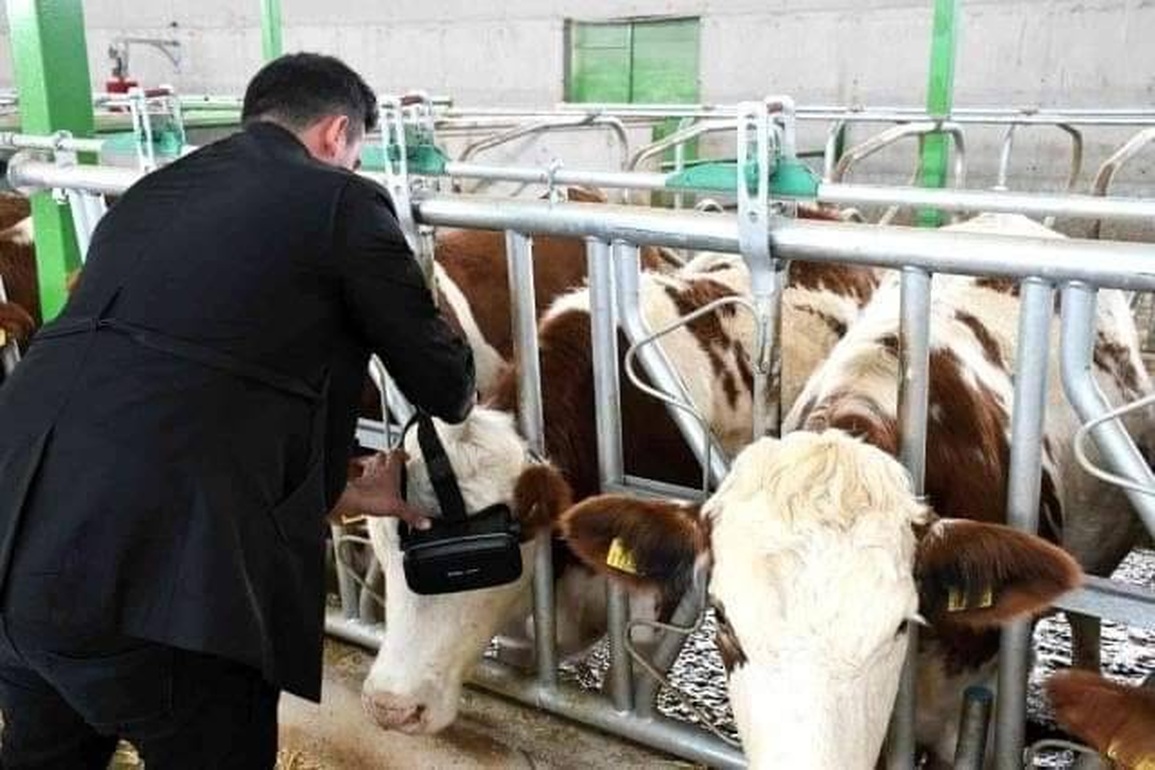 Bò đeo kính VR để cảm thấy sung sướng hơn - 2 Bò đeo kính VR để cảm thấy sung sướng hơn - 2