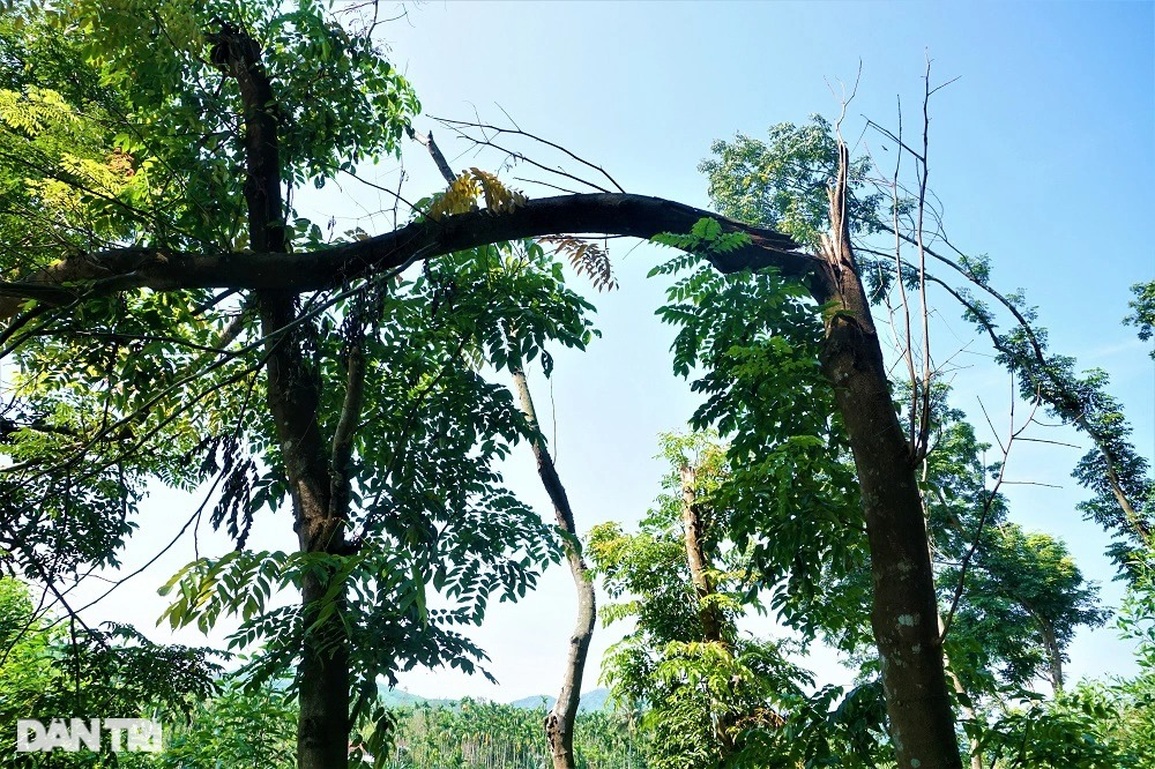Người về từ cõi chết và khát vọng trồng rừng lấy loài nấm quý - 7 Người về từ cõi chết và khát vọng trồng rừng lấy loài nấm quý - 7