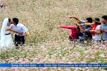 Hoa Tam giác mạch gẫy nát dưới gót giày du khách