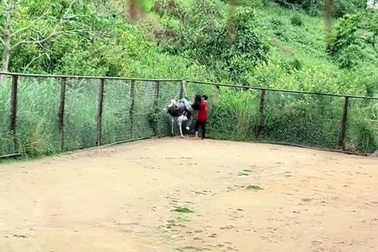 Cười nghiêng ngả với video cô gái vừa cưỡi đà điểu vừa khóc thét ở Đà Lạt