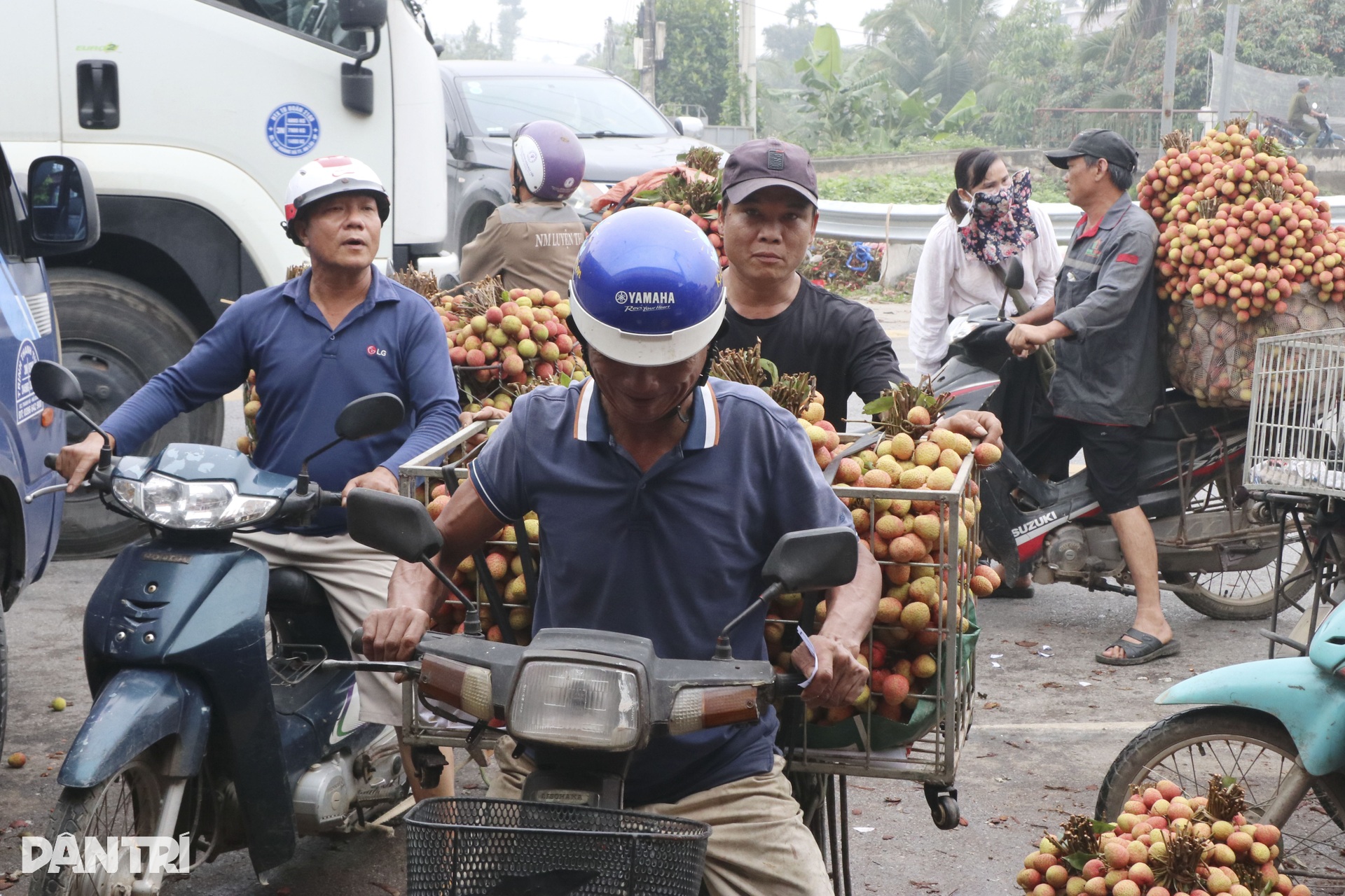 Vải sớm chín rộ, nông dân Hải Dương tất bật thu hoạch - 5 Vải sớm chín rộ, nông dân Hải Dương tất bật thu hoạch - 5