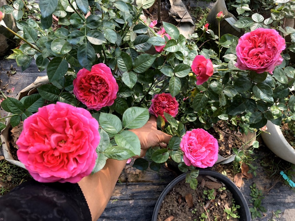 Chàng trai dành cả thanh xuân làm vườn hồng trăm gốc ở Hà Nội - 1 Chàng trai dành cả thanh xuân làm vườn hồng trăm gốc ở Hà Nội - 1