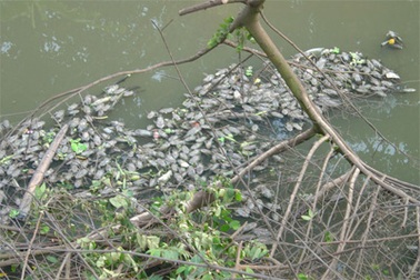 Cá dọn bể không “địch” nổi với dòng sông ô nhiễm