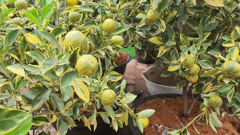 2,5 triệu đồng/cây quất lá phát tài, dân Hà Nội xuýt xoa vì độc, lạ - 4