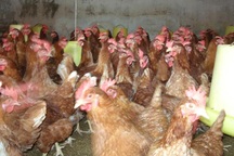 Nguy cơ cúm A/H7N9 xâm nhập vào Việt Nam