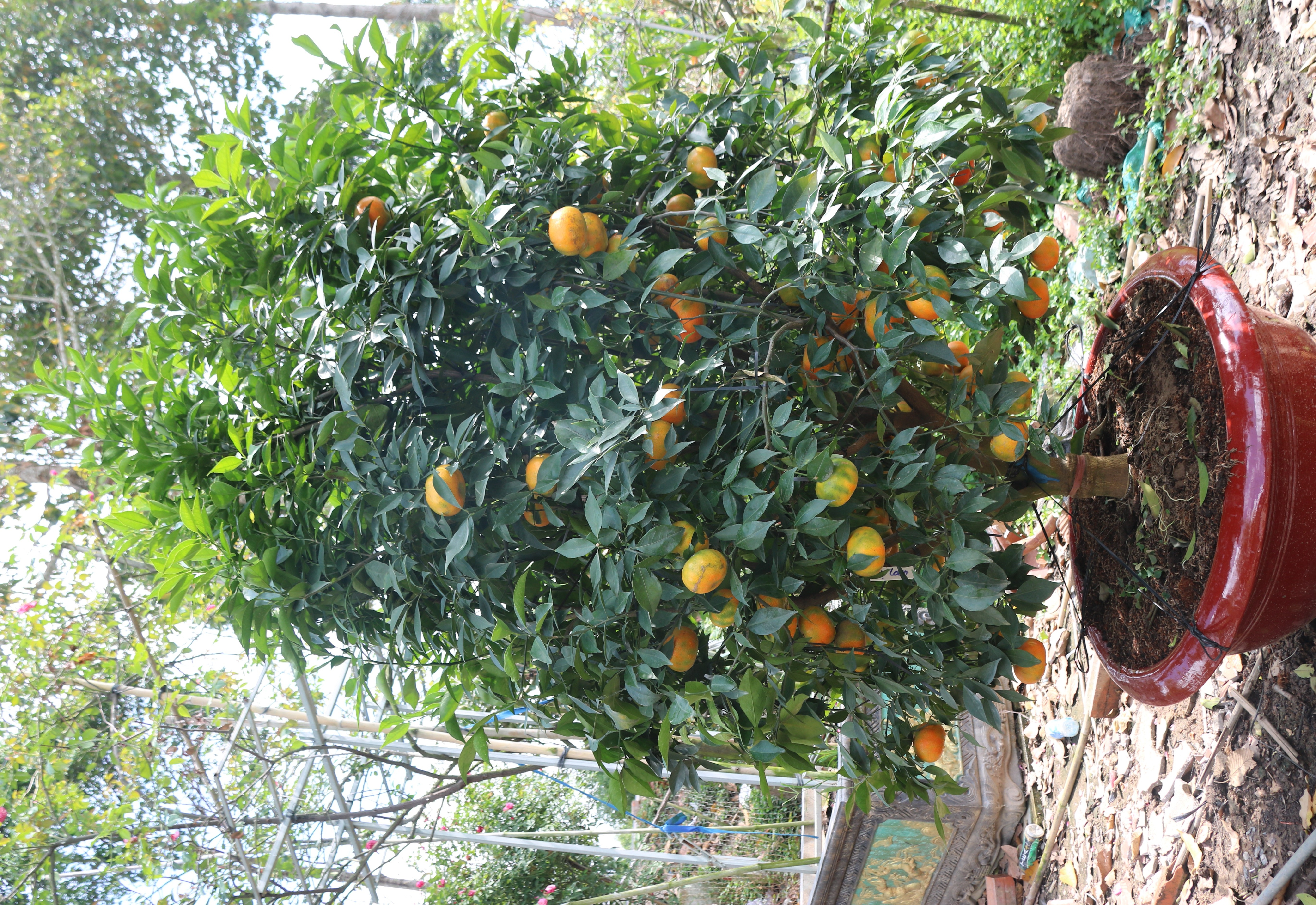 Đặc sản cam Canh vượt hơn 1.800km vào miền Tây chưng Tết - 1