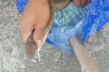 Tự tay bắt rắn bò vào nhà mà không hề hay biết đó là hổ chúa cực độc