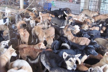 Về làng buôn chó lớn nhất xứ Thanh