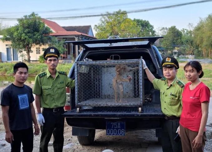 Cơ quan kiểm lâm tại Thừa Thiên Huế tiếp nhận cá thể khỉ đuôi lợn quý, hiếm do người dân giao nộp