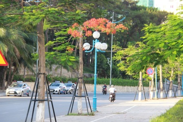 Hàng phượng vĩ xanh được “bảo lãnh” bởi khung thép ở Bãi Cháy - Hạ Long