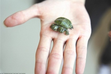 Rùa hai đầu đột biến cực hiếm ở Trung Quốc