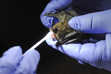 Mỹ dừng tất cả các nghiên cứu liên quan đến dơi trong đại dịch Covid-19