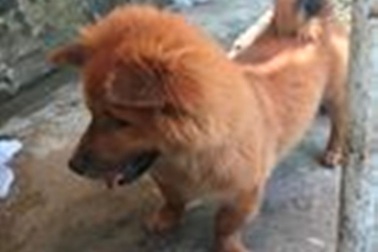 Người đàn ông tử vong do bệnh dại nghi bị chó cắn từ một năm trước