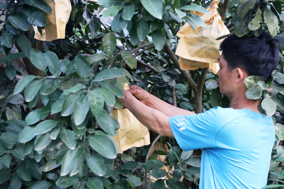 Nắng nóng kéo dài, làng bưởi đặc sản “quay quắt” chống hạn - 5 Nắng nóng kéo dài, làng bưởi đặc sản “quay quắt” chống hạn - 5