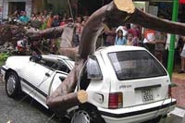 TPHCM: Báo động tình trạng cây ngã, đổ!