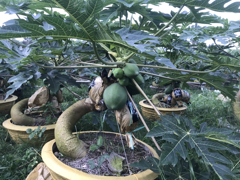 Đu đủ in chữ thư pháp cháy hàng dịp Tết - 7 Đu đủ in chữ thư pháp cháy hàng dịp Tết - 7