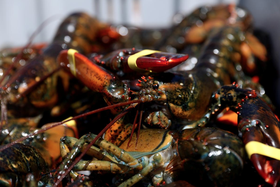 Tôm hùm Mỹ mất thị trường Trung Quốc,  ông Trump đe dọa đáp trả mạnh mẽ - 1