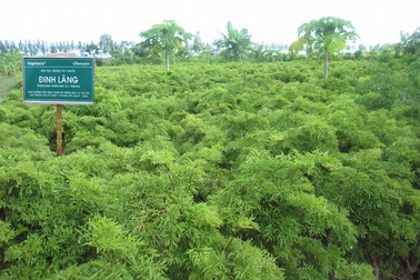 Chiến lược “xanh” của Traphaco