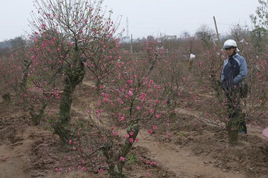 Thú chơi hoa Tết Việt Nam dưới con mắt người nước ngoài