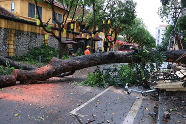 Cây cổ thụ trong trụ sở Tòa án tối cao bất ngờ bật gốc