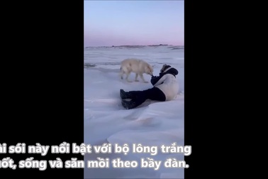 Sói Bắc Cực tò mò đến làm phiền các nhiếp ảnh gia