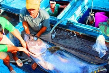 Chuyện ly kỳ về ngôi làng có 5-6 thế hệ đi đánh cá ngừ đại dương