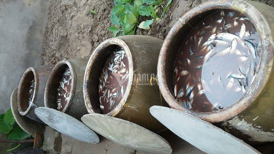 Ủ vại mắm suốt 3 năm, rút nước cốt đặc biệt bán cho dân sành - 1 Ủ vại mắm suốt 3 năm, rút nước cốt đặc biệt bán cho dân sành - 1