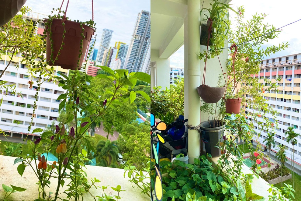 Mẹ Việt làm vườn ban công, xin đất hàng xóm trồng rau trái ở Singapore - 2 Mẹ Việt làm vườn ban công, xin đất hàng xóm trồng rau trái ở Singapore - 2