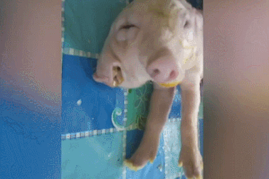 Lợn đột biến gen có hai đầu và ba mắt