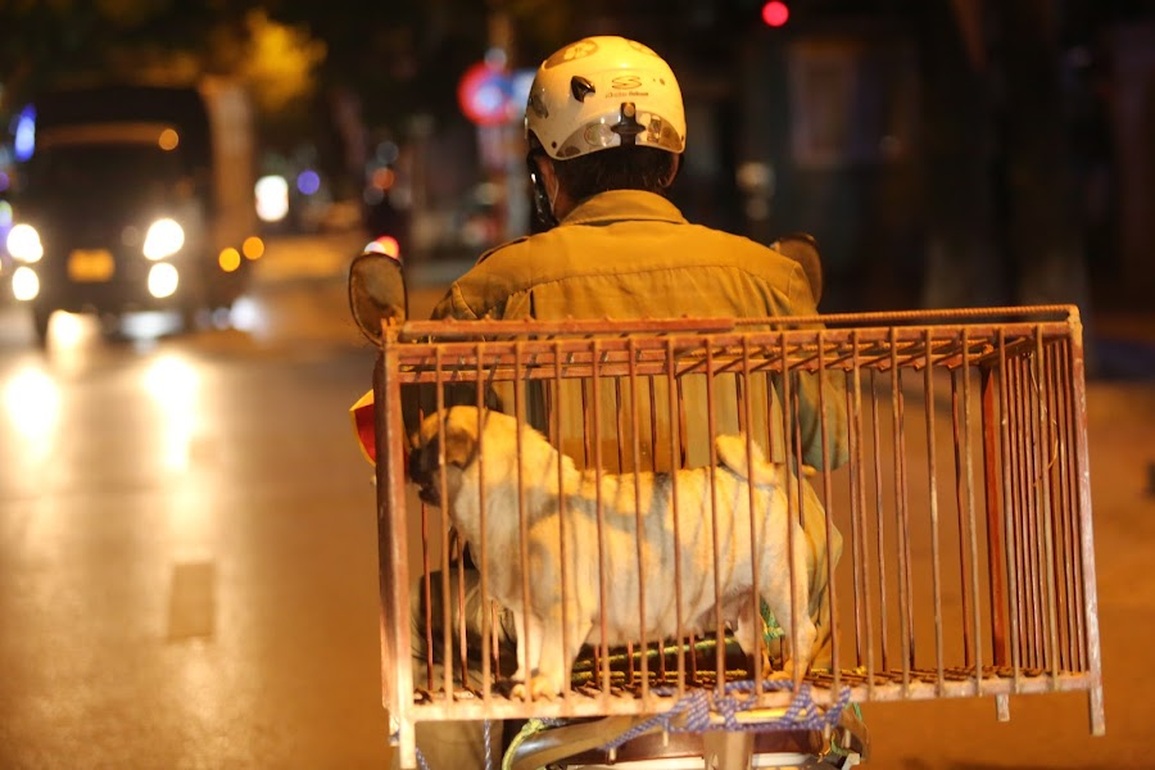 Mua dầu gió, rắc ớt bột trị chó thả rông cũng… không yên với hàng xóm - 6 Mua dầu gió, rắc ớt bột trị chó thả rông cũng… không yên với hàng xóm - 6