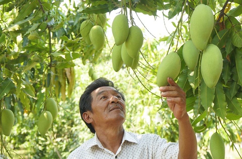 Nông dân Bình Định khiến vùng đất chết đẻ ra tiền - 1 Nông dân Bình Định khiến vùng đất chết đẻ ra tiền - 1