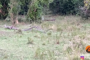 Chọc giận báo đốm, trăn dữ nhận kết cục bi thảm