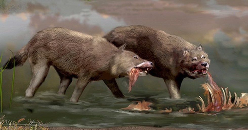 Điều thú vị về loài sói khổng lồ tuyệt chủng vừa được tái sinh - 3