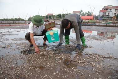 Nguyên nhân khiến 260 tấn ngao chết trắng bãi ở Hà Tĩnh