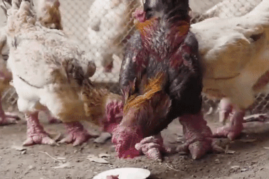 Cặp chân "khủng" của gà Đông Tảo gây "bão" triệu view trên báo nước ngoài