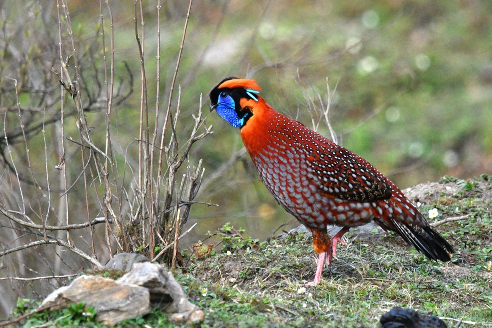 Loài gà lôi có bộ lông đẹp rực rỡ, đối mặt nguy cơ tuyệt chủng tại Việt Nam - 2