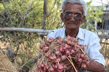 Nông sản “được mùa, mất giá”: Lỗi do ai?