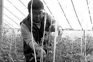 Chàng trai bỏ việc ngân hàng, làm tỷ phú trồng rau