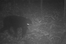 Phát hiện 2 loài động vật quý hiếm thuộc Danh lục Đỏ thế giới tại Thanh Hóa