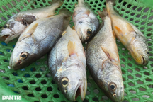 Hải sản bán theo mớ, khách ra tận bãi biển tranh nhau mua