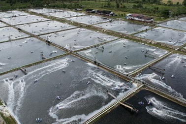 Indonesia tìm lối thoát cho ngành tôm sau thuế quan của Mỹ