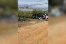 Đi làm nông nghiệp lương cao tại Úc: Người lao động chờ mở đường hợp pháp